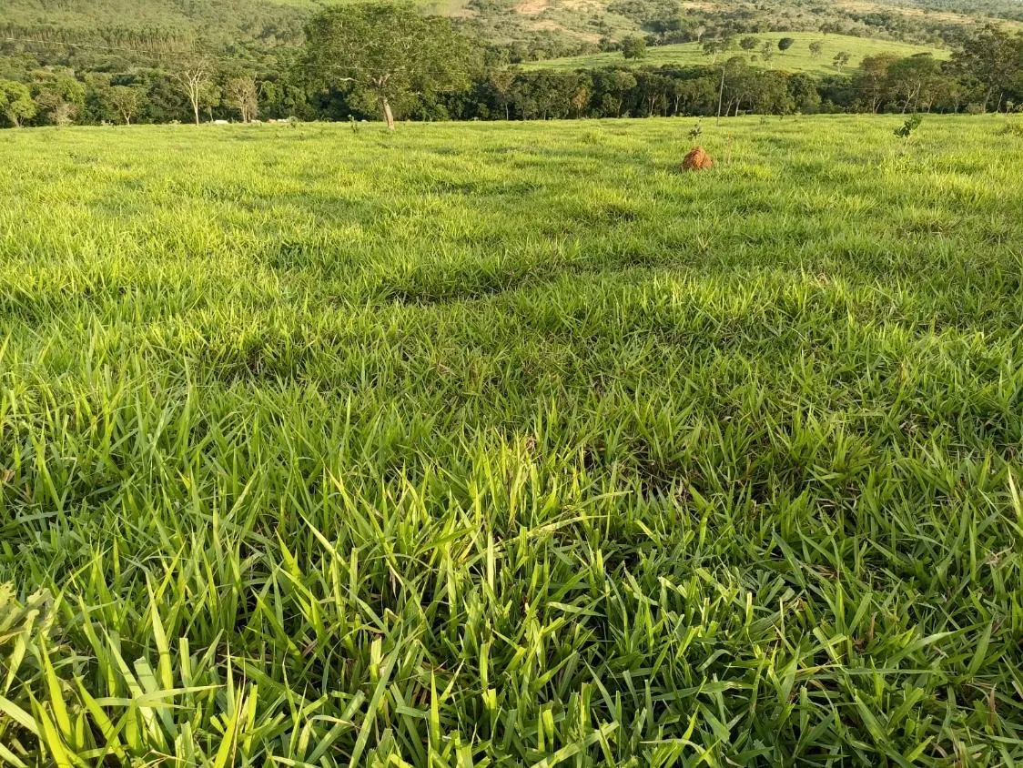 Imagem Terreno a venda de 24,3 hectares às margens do Rio Picão