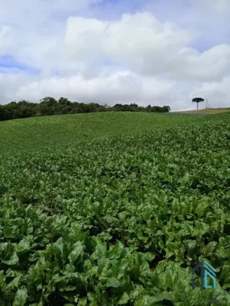 Imagem Área para plantio, bem localizada, asfalto na frente próximo a tudo em São José dos Pinhais PR