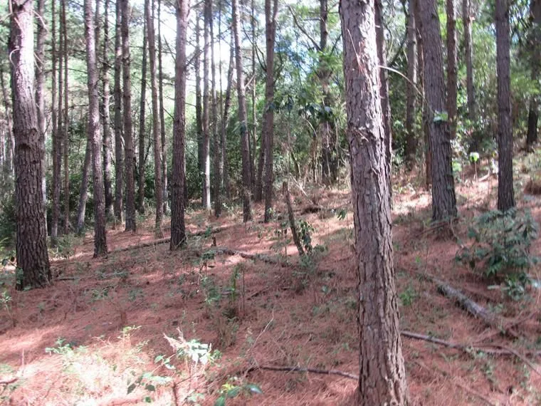 Imagem Área 53851,44 m² no Beco da Paixão Bairro Lomba do Pinheiro