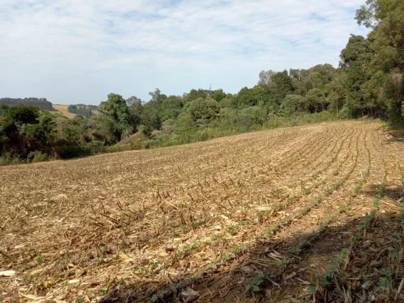 Imagem Sítio para Venda em Antônio Olinto, Cantagalo, 3 dormitórios, 1 banheiro
