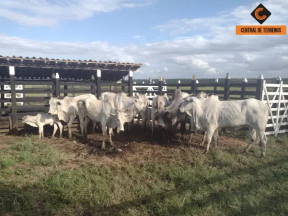 Foto do imóvel FAZENDA