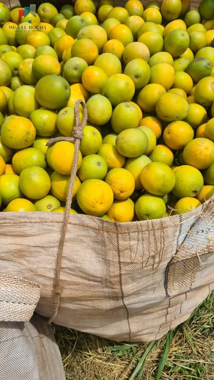 Imagem Fazenda região de Araraquara SP