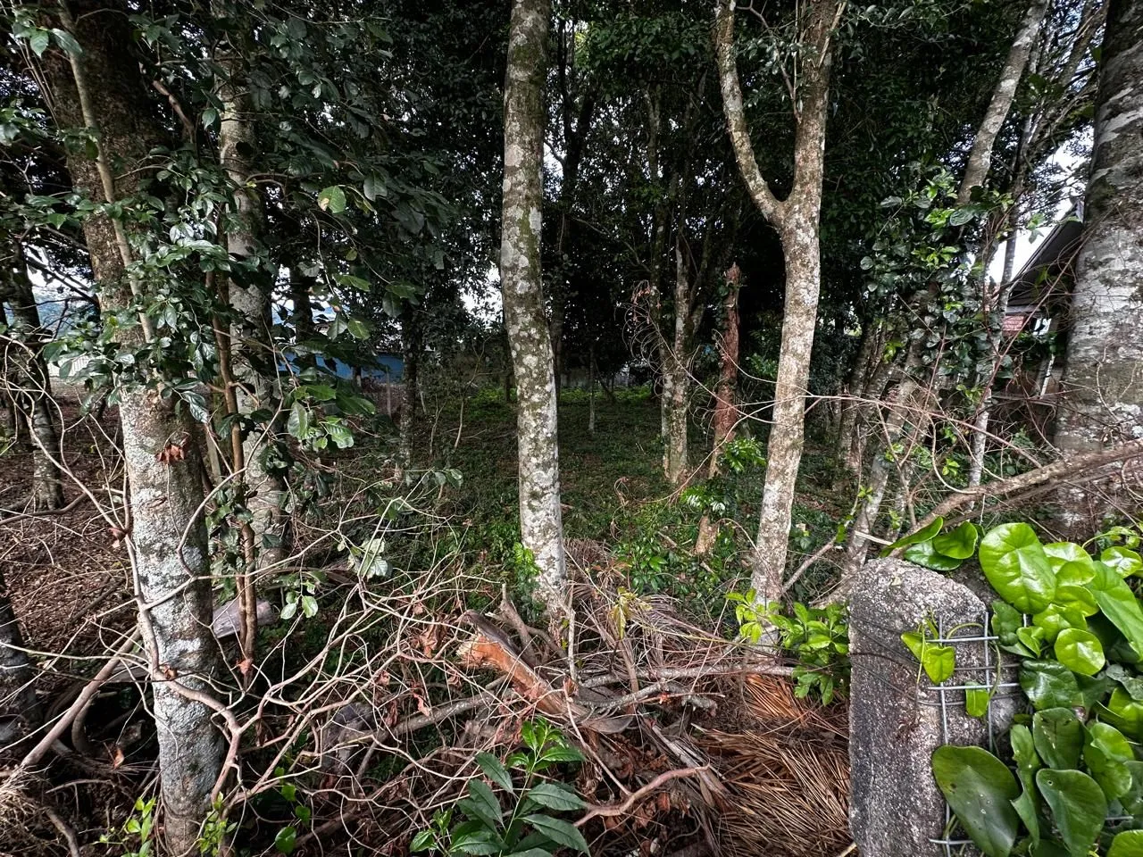 Imagem Terreno à venda em Gramado, Belvedere, 490.31m2