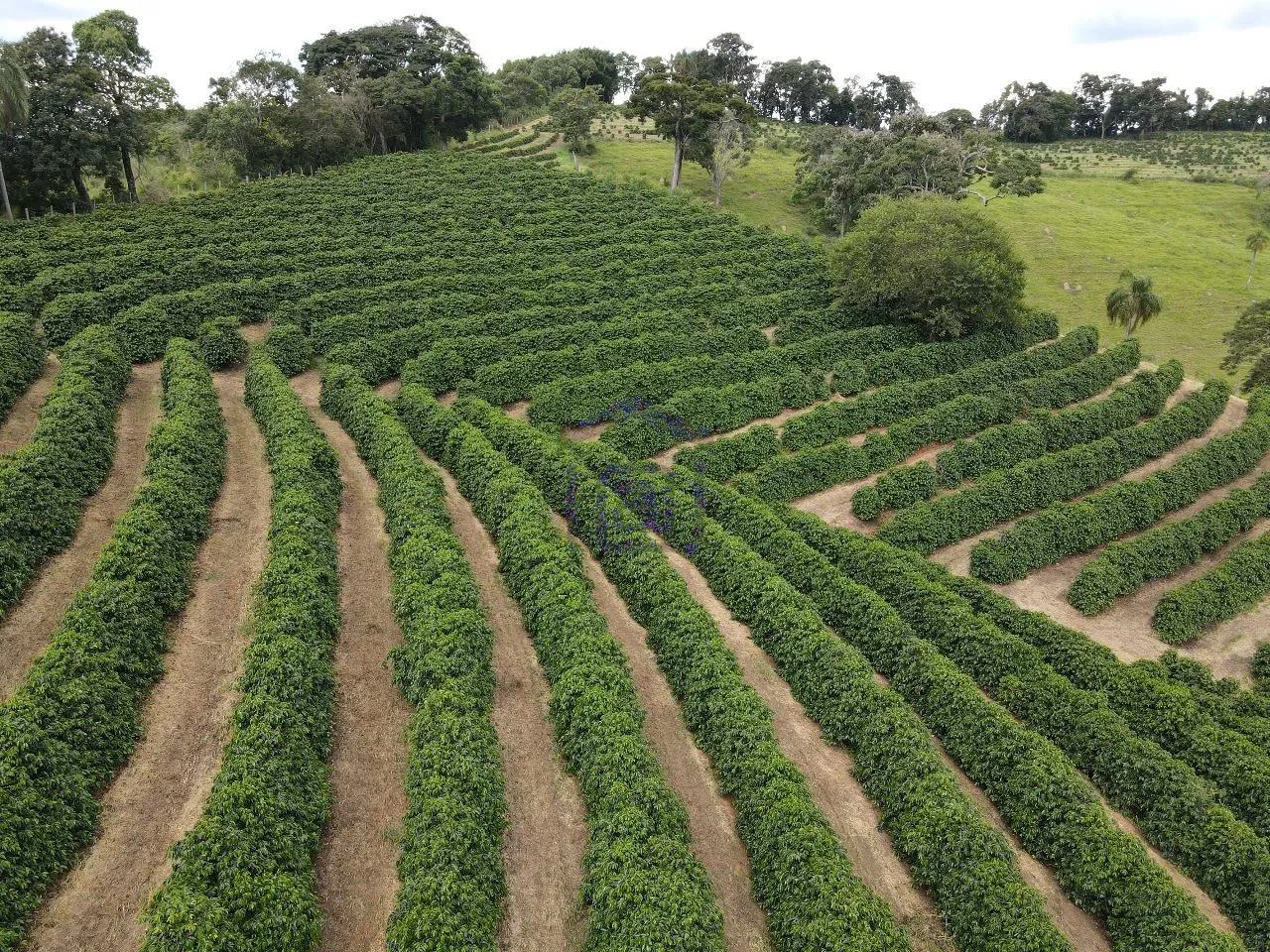 Imagem Fazenda 48 m² à venda em Roseira, Bandeira do Sul