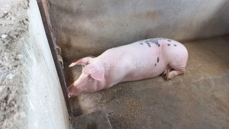 Imagem Fazenda à venda em Jandaíra - 300 hectares com alto potencial produtivo