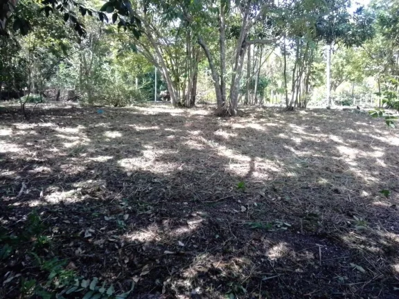 Imagem Glebas na Ponta da Baleia