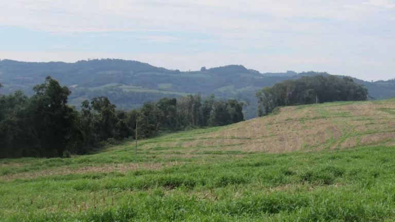 Imagem Área Agrícola para Venda em Concórdia, Rancho Grande