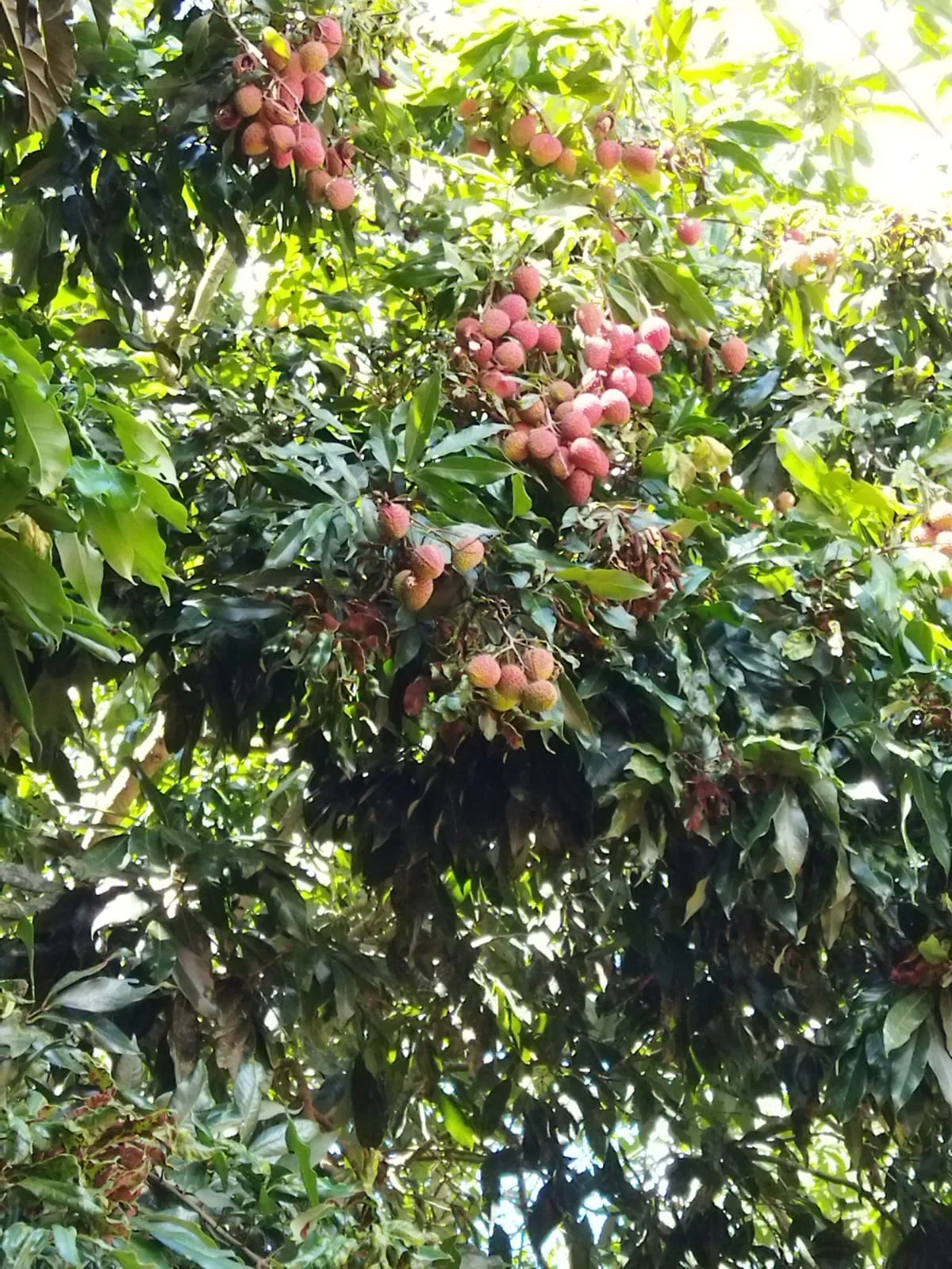 Imagem Chácara à Venda em Paranapanema com 120m², Pomar Variado e Rio nos Fundos