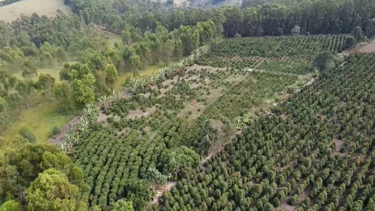 Imagem Sítio 1,3 ha à venda em Capituvas, Campestre