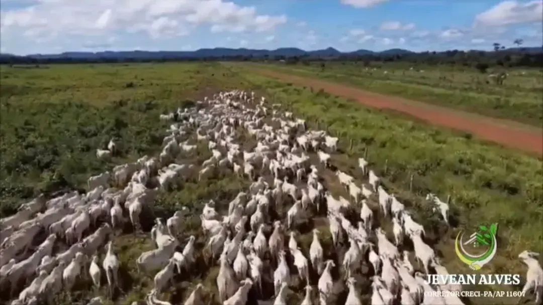 Imagem Fazenda à Venda, 1.476 HA em São Félix do Xingu - São Félix do Xingu