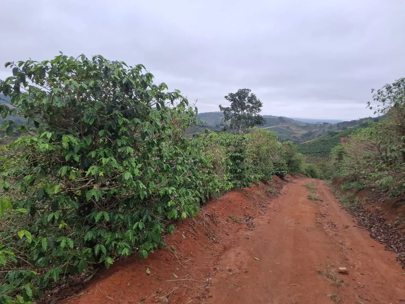 Imagem Sítio à Venda, 2 alqueireSP em Zona Rural - Divinolândia