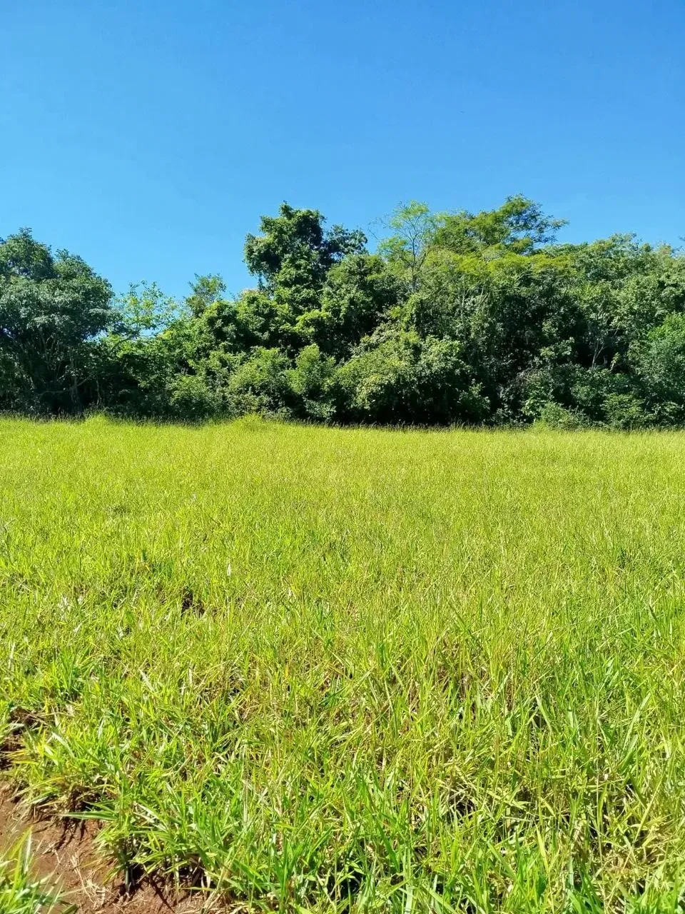 Imagem Fazenda à Venda, 28 Alq. GO em Área Rural de Itumbiara - Itumbiara