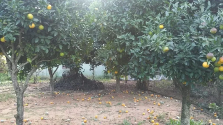Imagem Sítio com 600m², Casa 60m², em Condomínio fechado, Águas Claras, Viamão