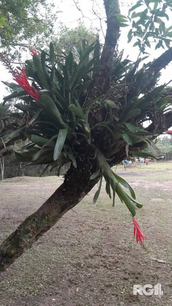 Imagem Terreno em Costa do Ipiranga