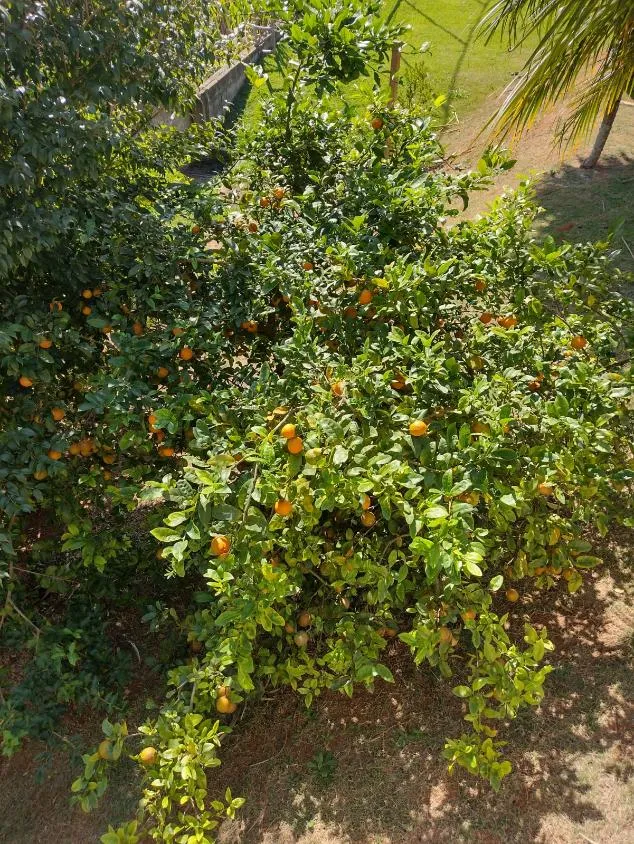Imagem CHÁCARA - MONTE VERDE - ITATIBA