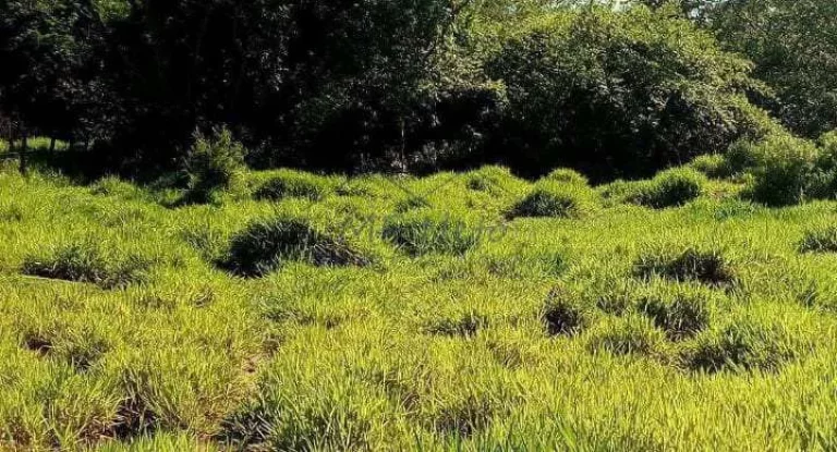 Imagem Terreno Padrão