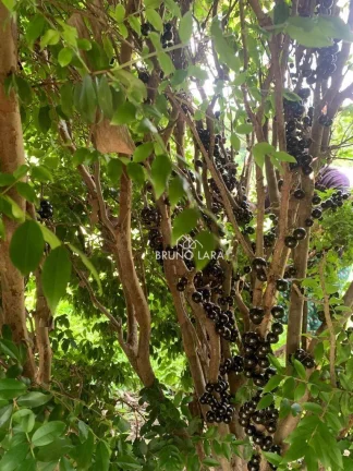 Imagem Fazenda à venda Esmeralda - MG