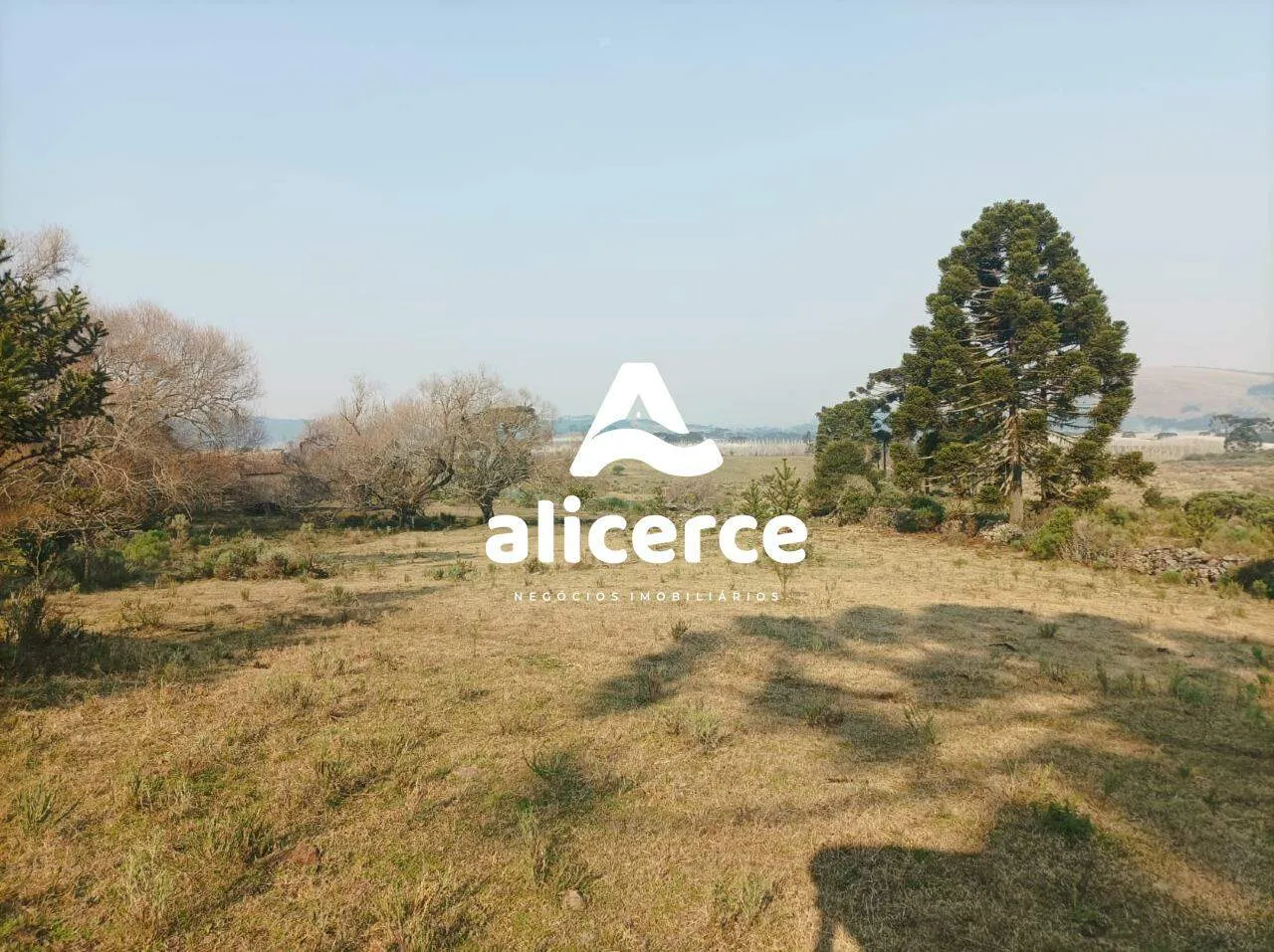 Imagem Fazenda Produtiva à Venda em São Joaquim/SC | 3.200 Macieiras | Araucárias | Lago | Nascente | Exclusividade Imobiliária Alicerce