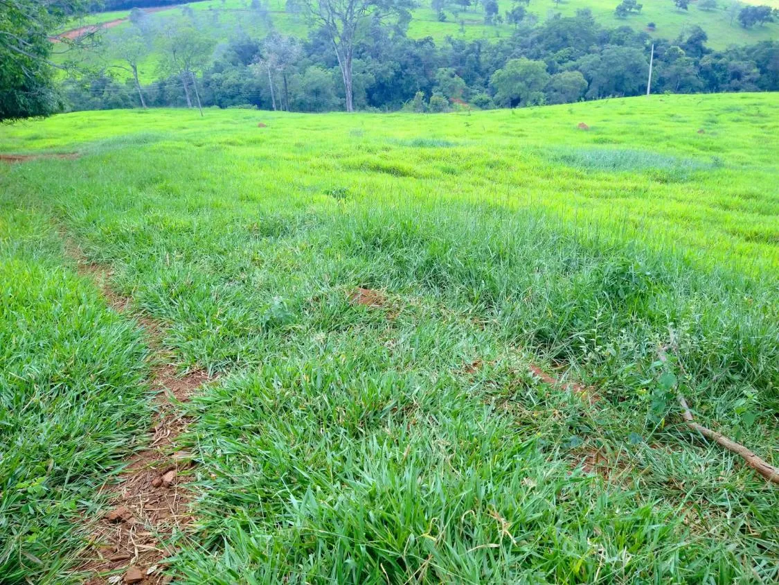 Imagem Oportunidade Imperdível em São José da Varginha/MG 38 hectares de terra