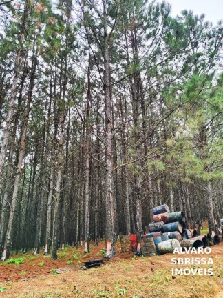 Imagem EXCELENTE FAZENDA COM PINUS A VENDA NA REGIÃO DE ITAPETININGA-SP