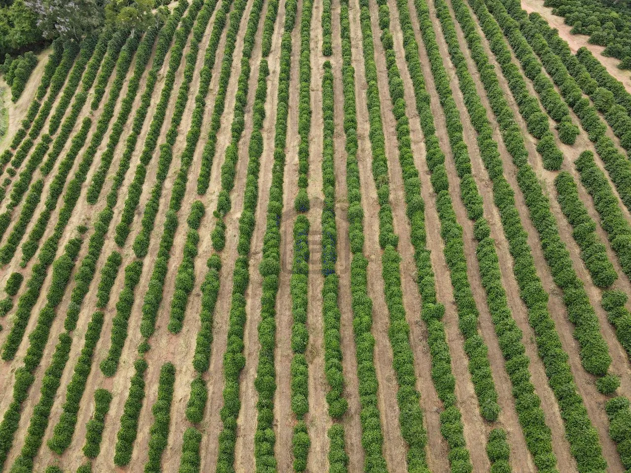 Imagem Fazenda 48 m² à venda em Roseira, Bandeira do Sul