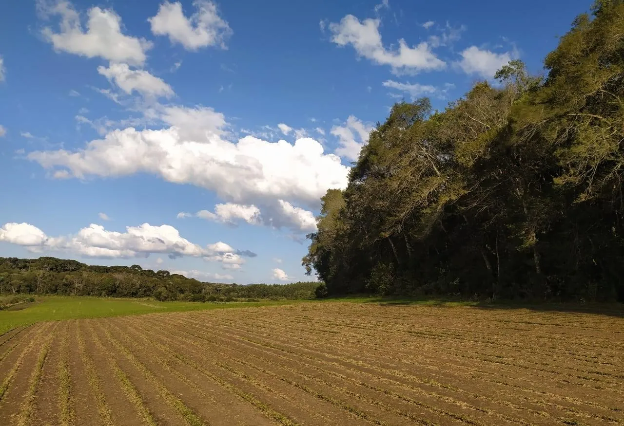 Imagem Terreno para Venda em São José dos Pinhais, Campo Largo da Roseira