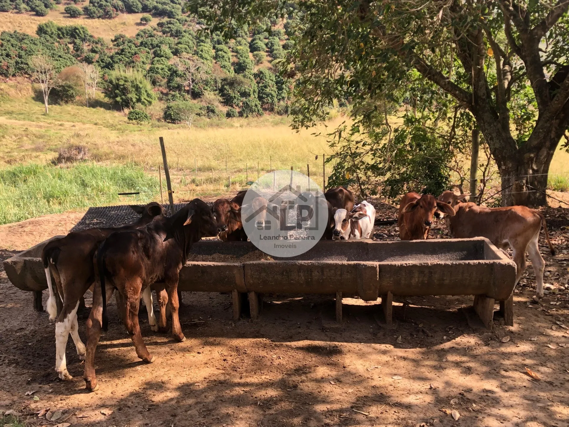 Imagem Fazenda/Sítios/Chácaras de 480000m² no bairro Carmo, em Carmo