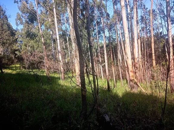 Imagem Excelente Área para Investimento - 29 Hectares, Pimenta, Viamão/RS