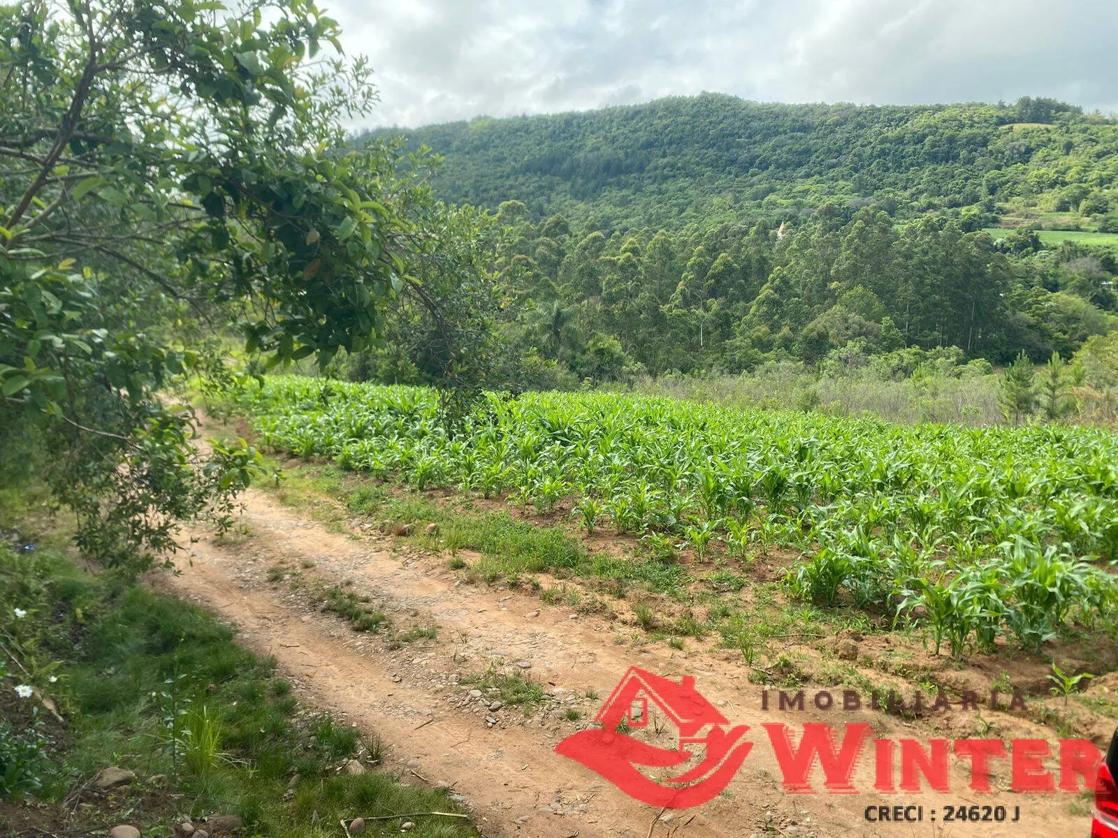 Imagem Área de terras com 6,3 hectares em São Roque, Feliz.