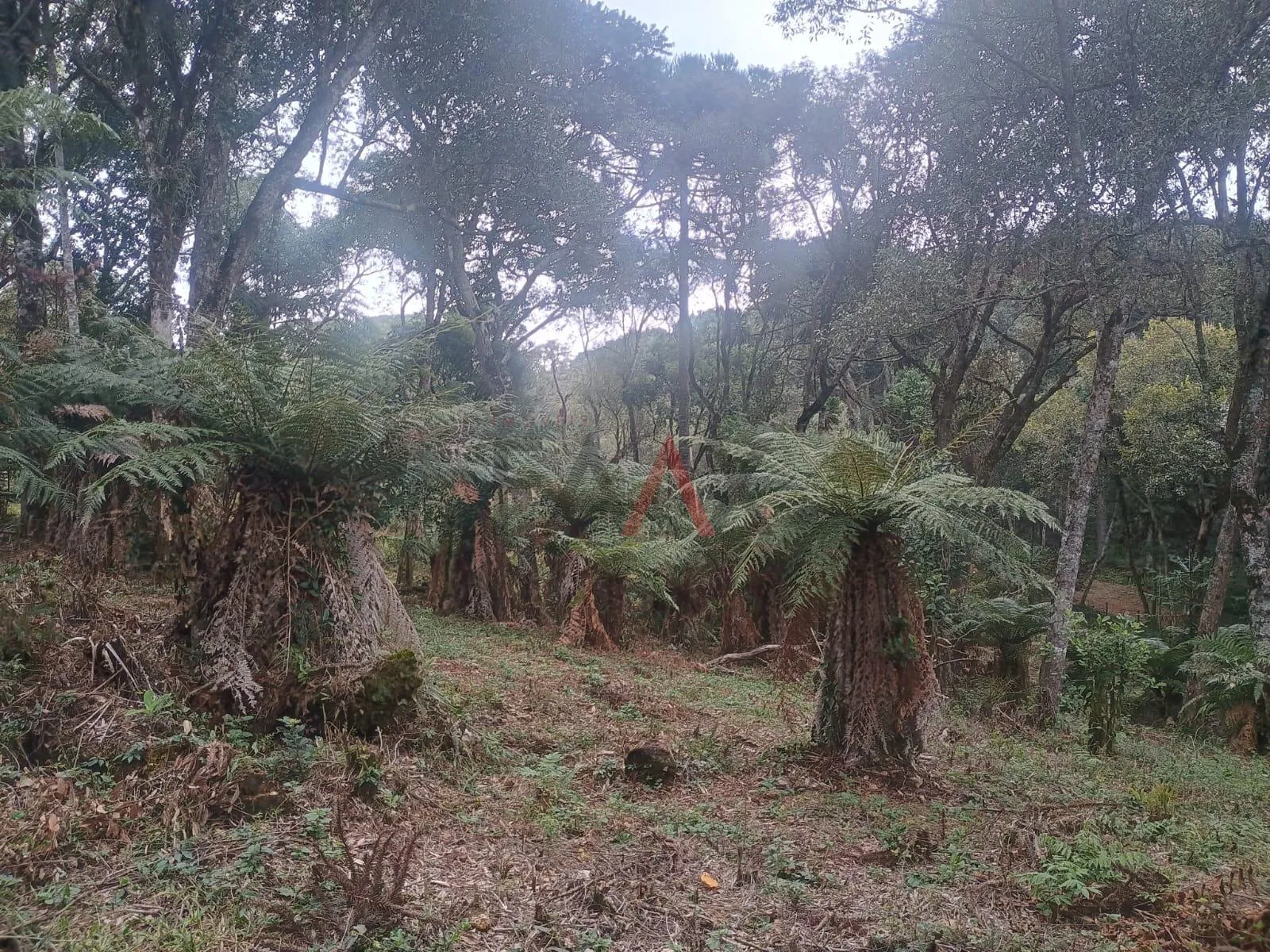 Imagem Chácara com 4 alqueiras com casa 2 dormitórios à venda, TURVO - PR