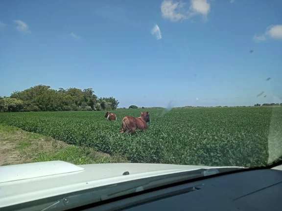 Imagem Fazenda à Venda – 194 Hectares – Viamão/RS
