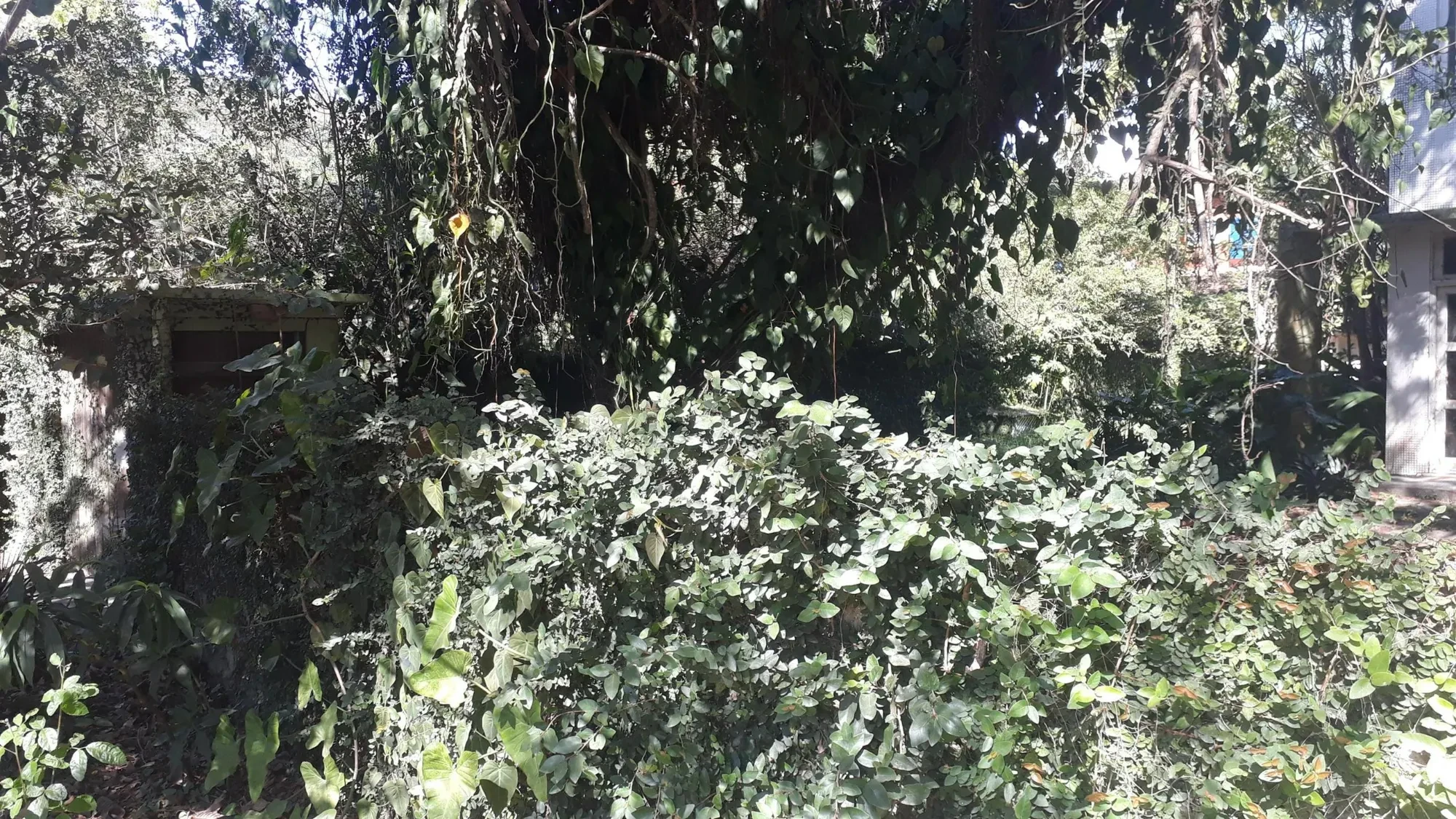 Imagem Terreno à Venda, 1196 metros em Itaipu - Niterói