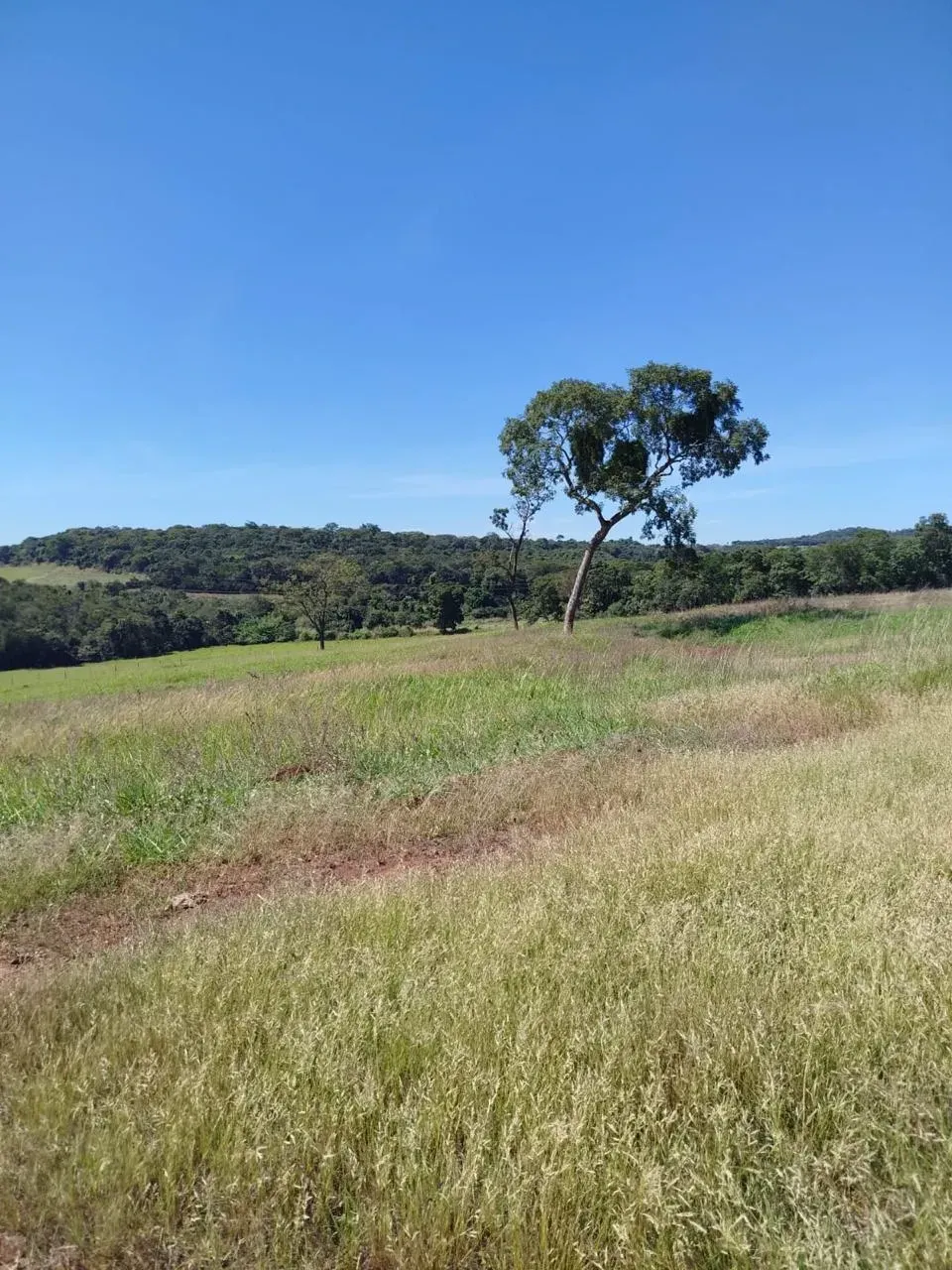 Imagem Fazenda à Venda, 28 Alq. GO em Área Rural de Itumbiara - Itumbiara