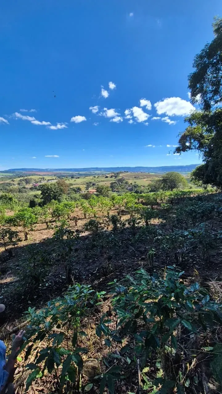 Imagem Sítio à Venda, 4 hectare em Monte Santo de Minas - Monte Santo de Minas