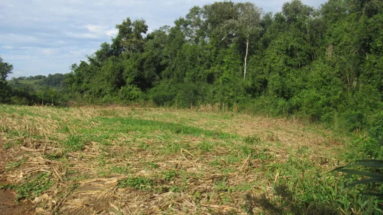 Imagem Área Agrícola para Venda em Concórdia, Barra do Pinhal