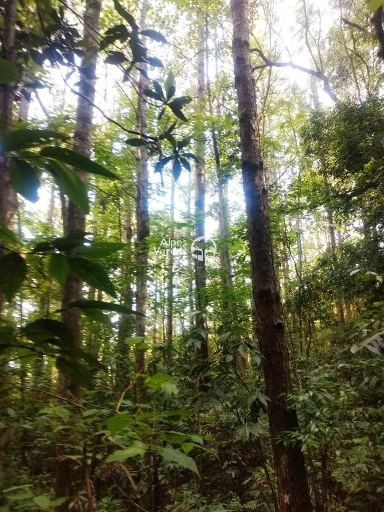 Foto do imóvel Terreno à venda por R$ 600.000 - Canela/RS