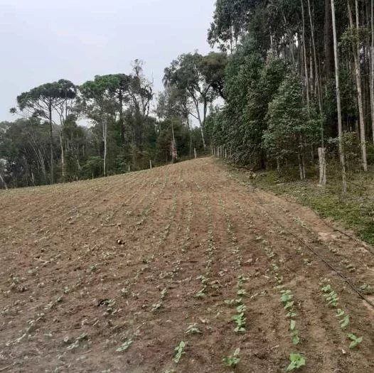 Imagem CHACARA RURAL em ANTÔNIO OLINTO - PR, Antonio Olinto