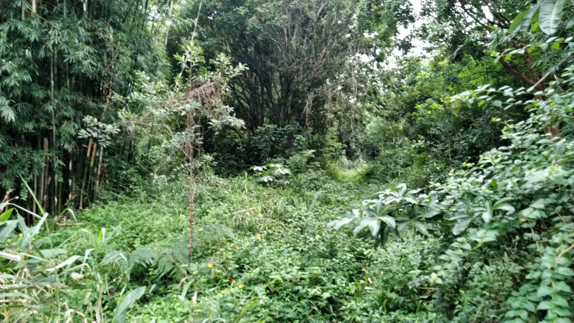 Imagem Sítio à venda com , 26.000m² em Tijuquinhas (Guaporanga) Biguaçu
