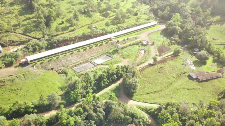 Imagem Granja para Venda em Arabuta, Rural