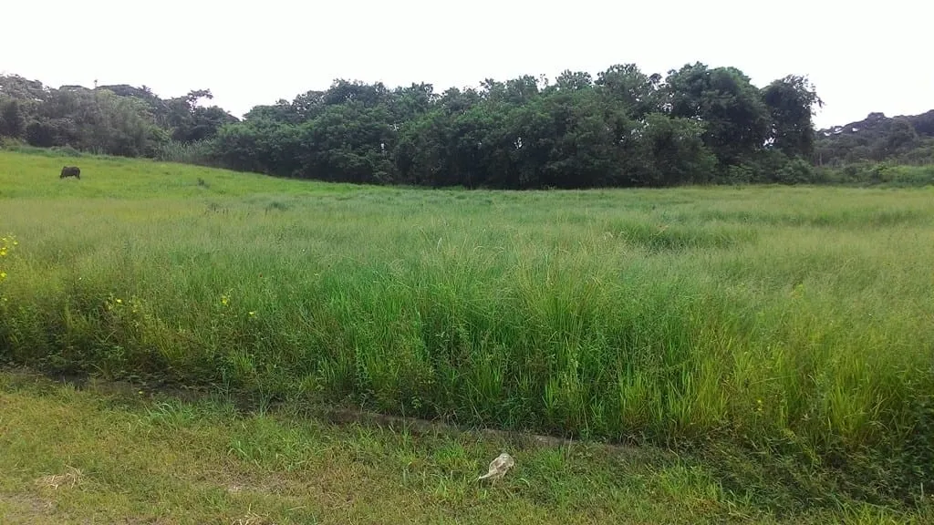 Imagem Terreno à venda 296M², Parque São Domingos, Pindamonhangaba - SP