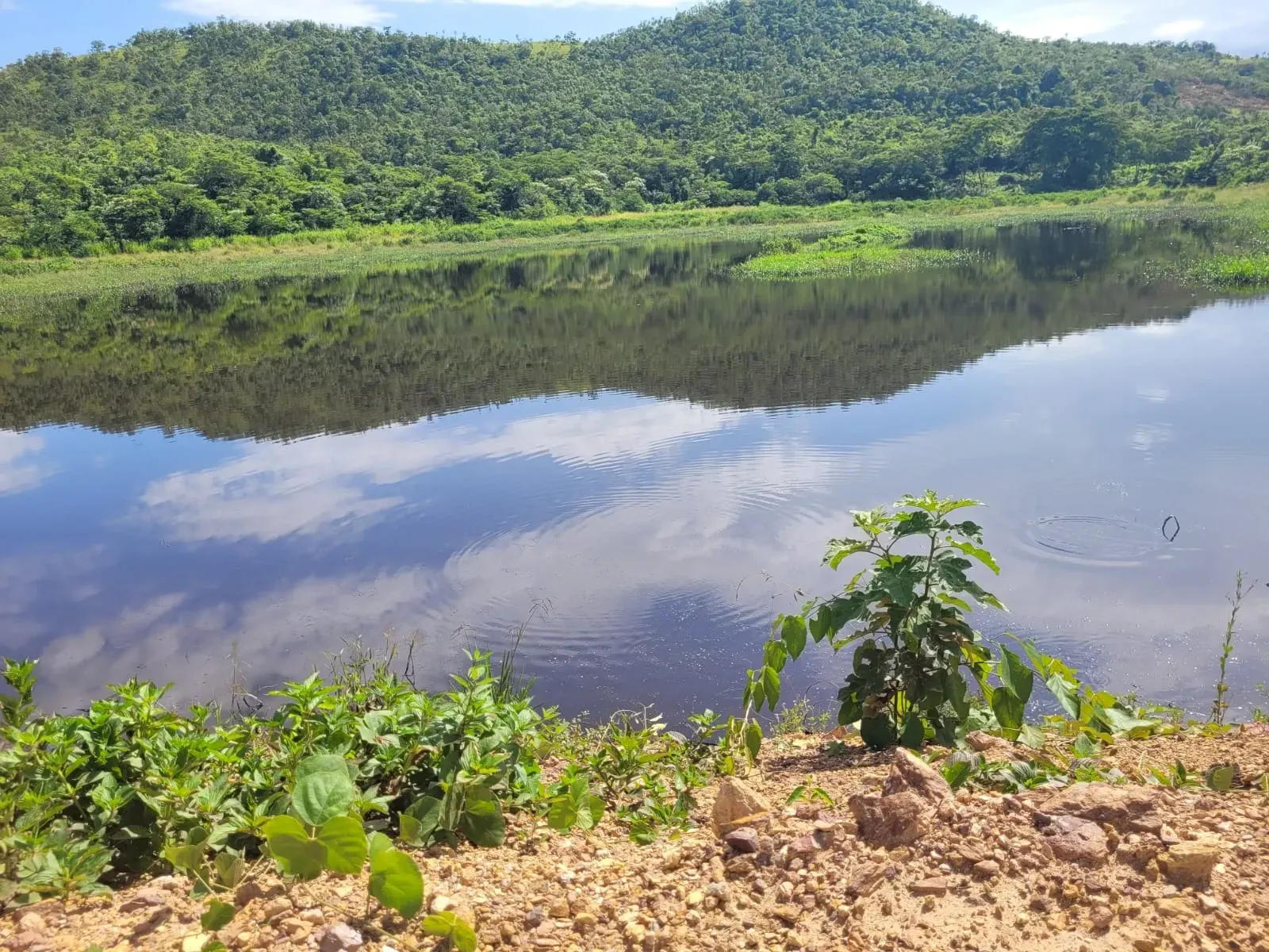 Imagem Fazenda à Venda, 600 HA em Floresta do Araguaia - Floresta do Araguaia