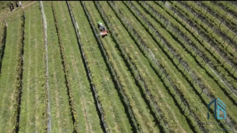 Imagem - Fazenda, Vinícola, Sítio, A VENDA, próximo ao centro de São Joaquim SC