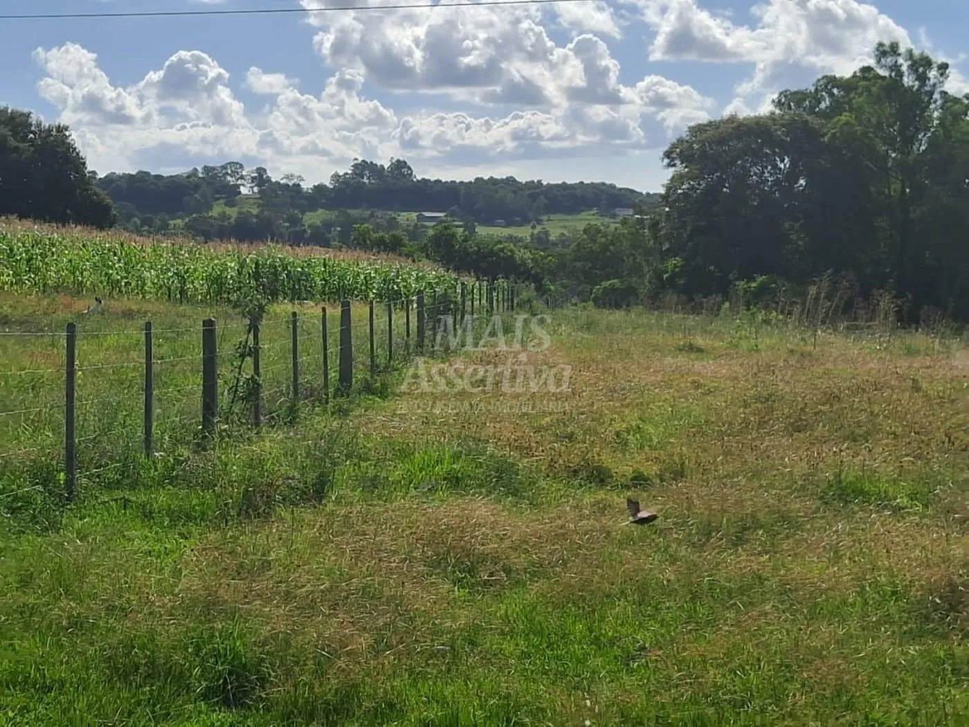 Imagem Área de Terras à venda, localizada em Taquara, ótima para plantação ou criação