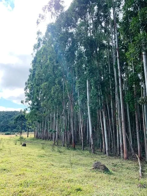Imagem Chácara à venda 20000M², Aparição, Cunha - SP