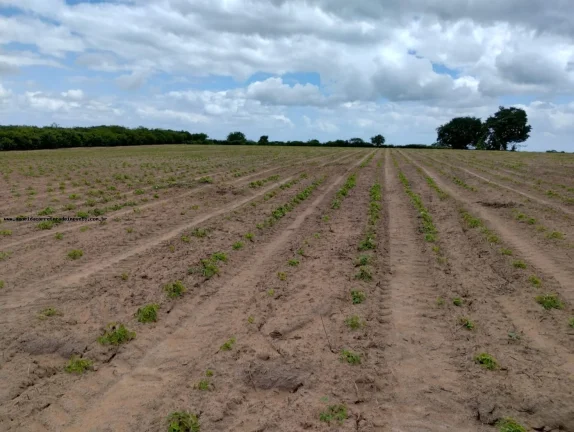 Imagem Fazenda para Venda em Santa Maria, SANTA MARIA