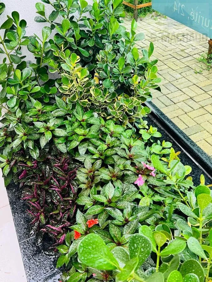Imagem Apartamento para Venda em Santo André / SP no bairro Vila Curuça