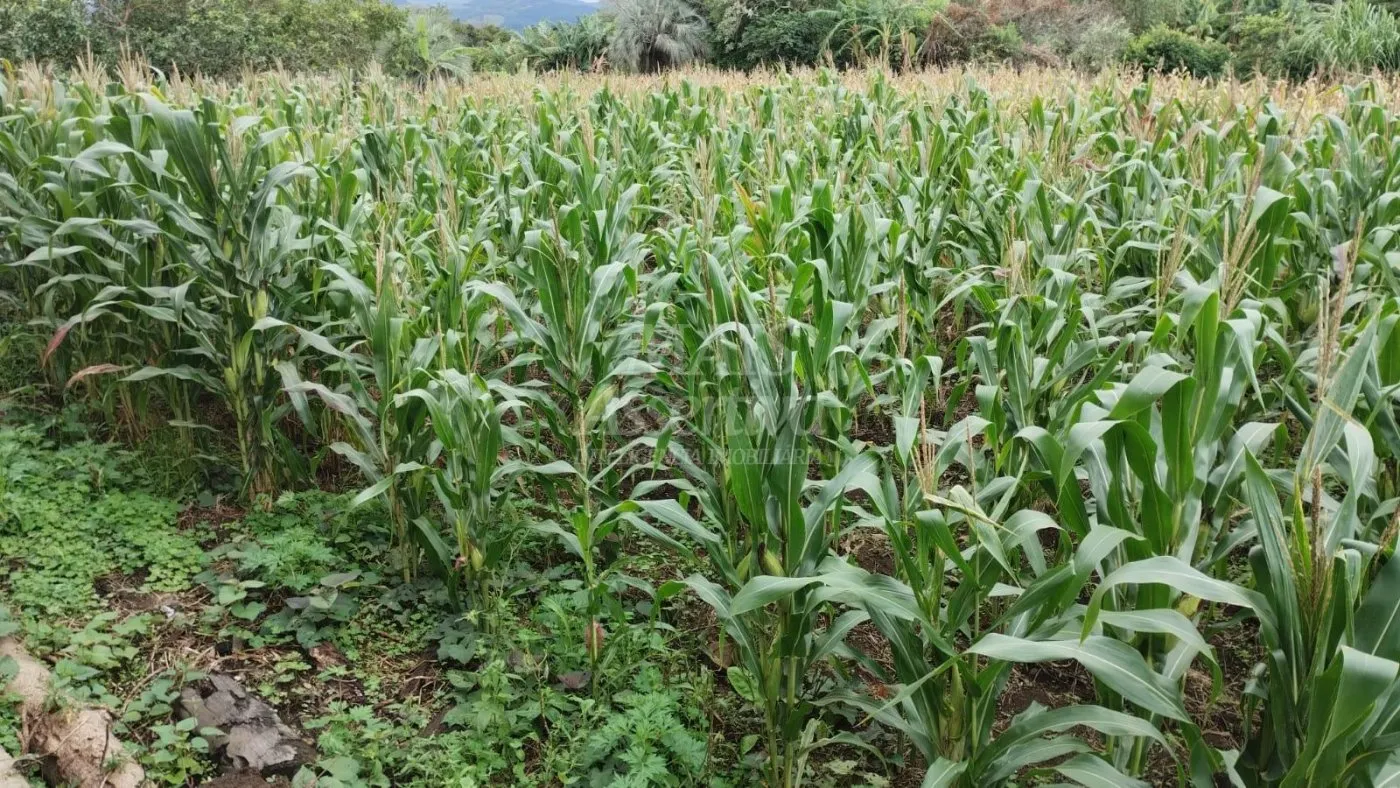 Imagem Chácara para venda em Santo Antônio da Patrulha Roça Grande