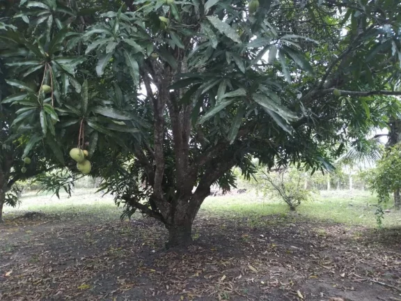 Imagem Terreno de 2.800m² à venda, localizado em Chã de Onça, Paudalho - Pernambuco.