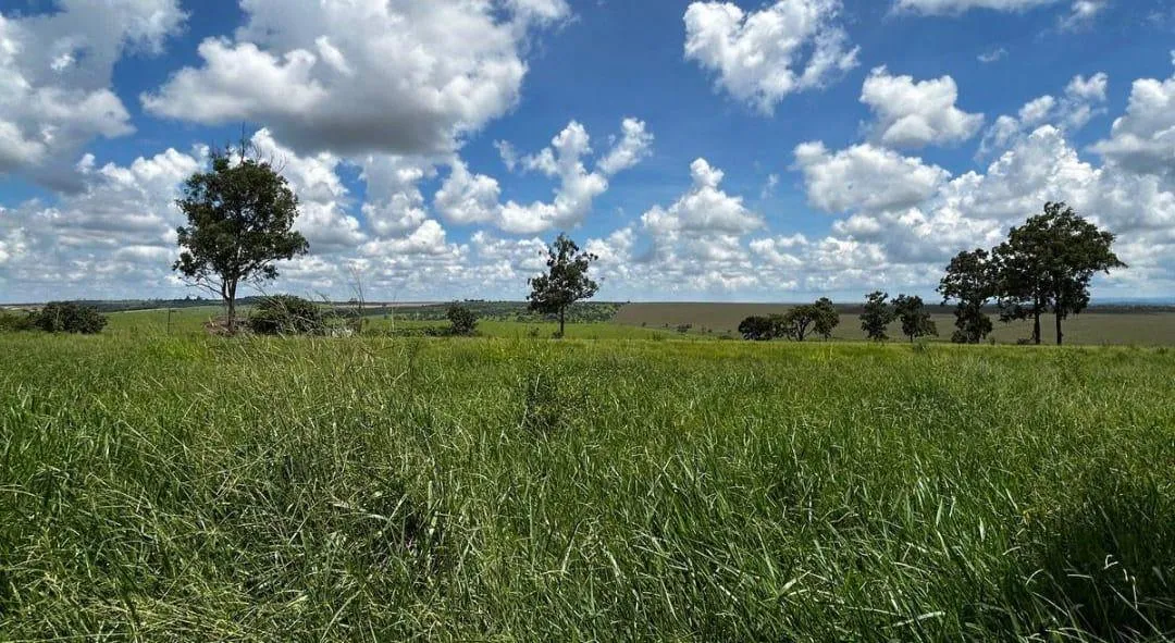 Imagem Vendo uma ótima fazenda em Dores do Indaiá/MG 205 hectares de terra