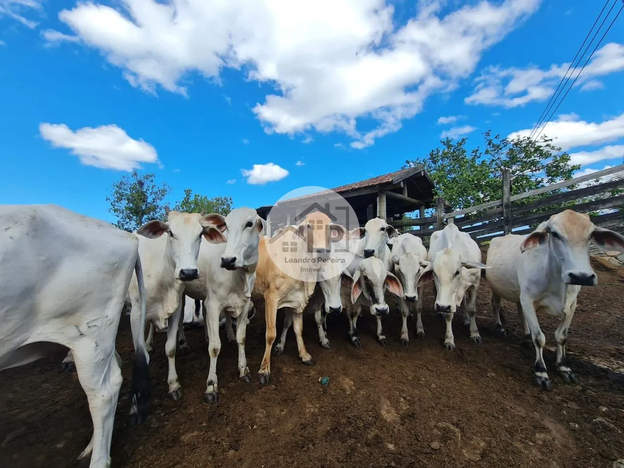 Imagem Fazenda/Sítios/Chácaras de 2300000m² no bairro Banqueiros, em Araruama